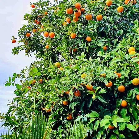 Seaside House In With Excellent Views, Large Terraces Dubrovnik